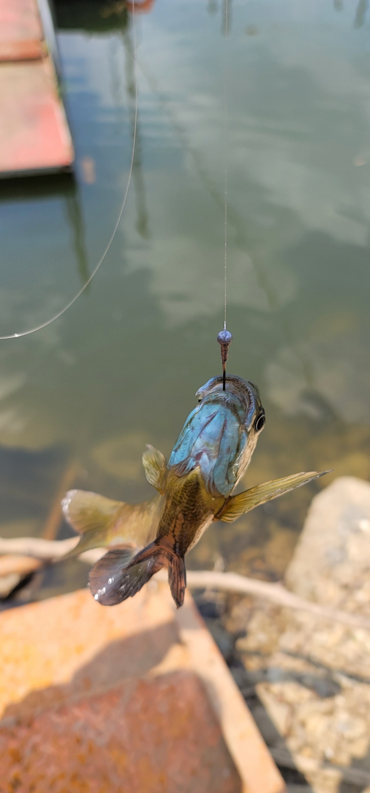 블루길 2마리 쨰