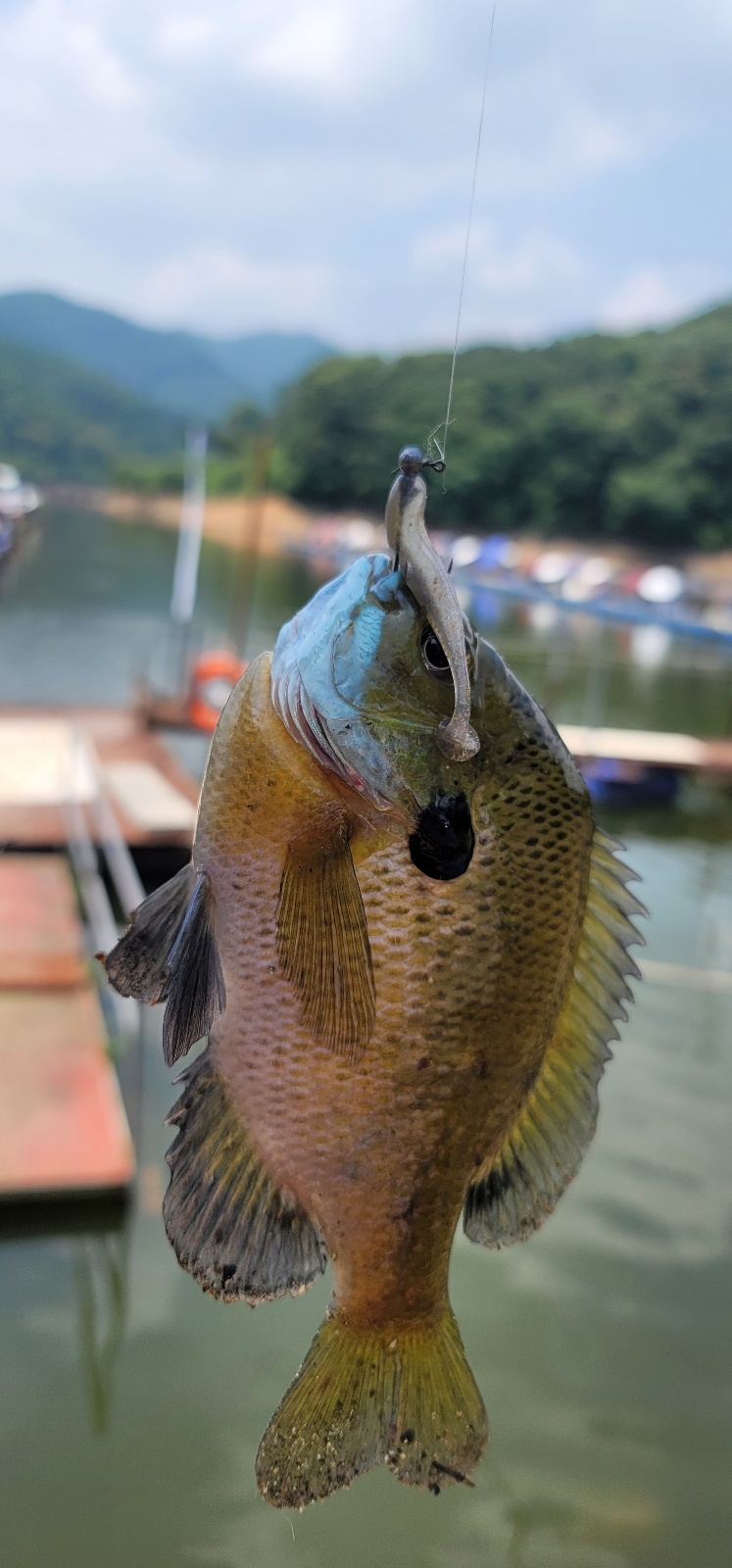 블루길3마리 쨰