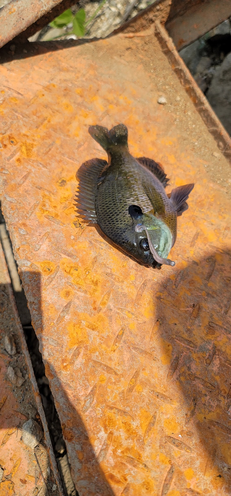 블루길 4마리째