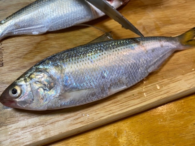 여름 / 가을 전어