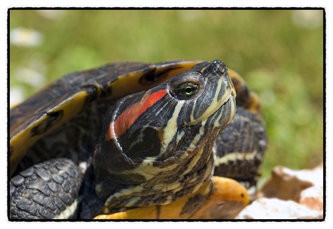 붉은 귀 거북이
