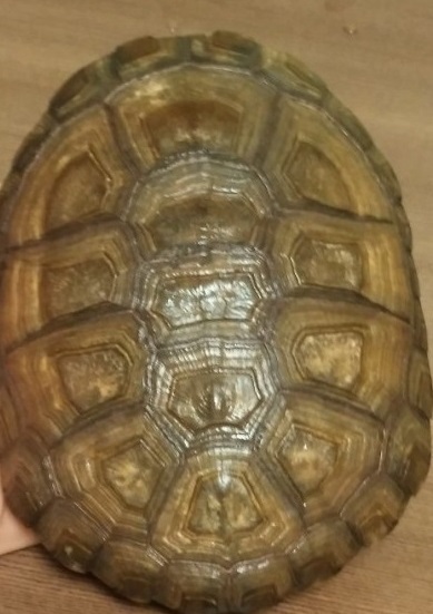 아프리카 사이드넥