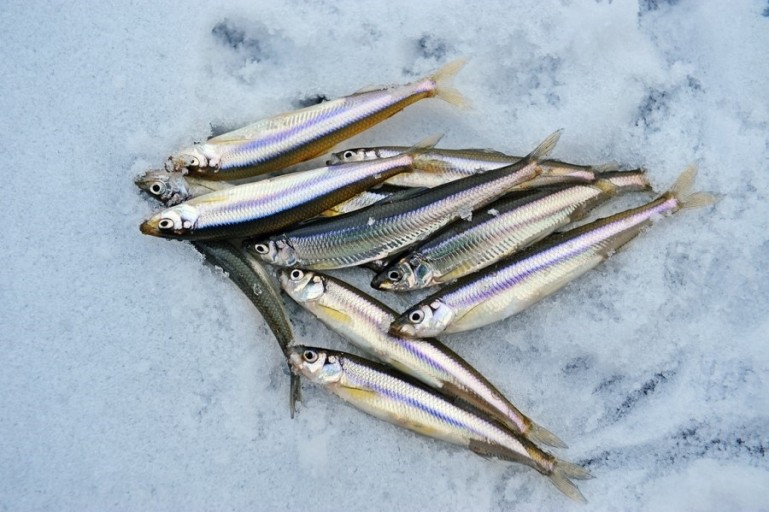 출처 - 낚시사랑 & 바다사랑 블로그